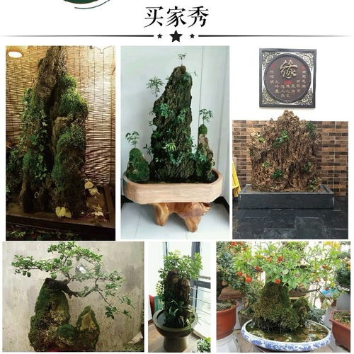 自然之韻，家居雅趣 上水石假山盆景的藝術魅力與裝飾妙用